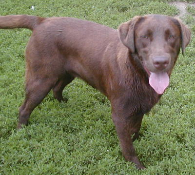 Kiwi: Chocolate Lab Profile