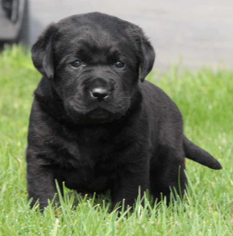 black lab puppies for sale near me