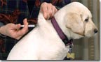 lab pup receiving vaccine